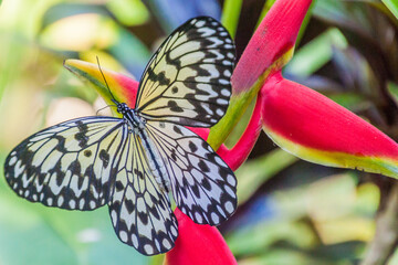 Idea Leuconoe (paper kite butterfly) on Siquijor island, Philippines