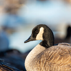 Close up of Canada goose 