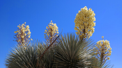 Fototapeta premium Joshua Tree in Bloom - Joshua Tree National Park - They begin blooming in March & April at the higher elevations