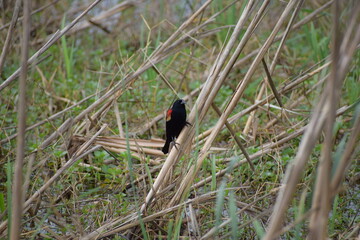 Red winged blackbird perched on a reed