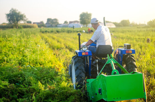A farmer is driving a tractor across a potato and carrot farm field. Extract root vegetables to surface. Farming and farmland. Simplify speed up work with technology. Harvesting potatoes in autumn.