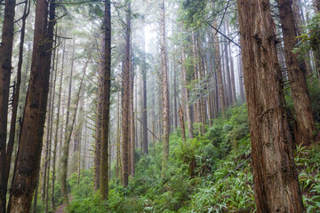 Redwood trees, Sequoia sempervirens, thrive in a moist coastal forest in Klamath, Northern California. Redwoods are the largest trees on Earth and are an endangered species.