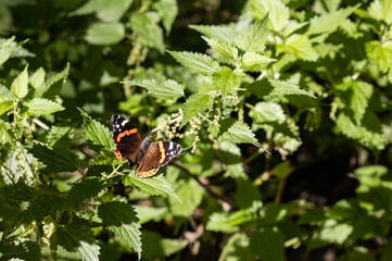 Schmetterling auf Brennesseln