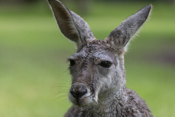 Close up photo of an adult kangaroo facing forward with a green background
