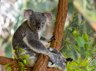 Koala Bear Sitting On A Tree Looking Face On