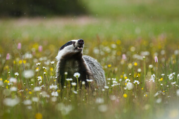 European badger, Meles meles, peeks out from flowered meadow. Cute wild animal in fresh spring rain. Wildlife scene from nature. Black and white striped forest animal. Habitat Europe, Asia. © Vaclav