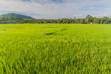 Rice field on Bohol island, Philippines