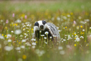 European badger, Meles meles, peeks out from flowered meadow. Cute wild animal in fresh spring rain. Wildlife scene from nature. Black and white striped forest animal. Habitat Europe, Asia. © Vaclav