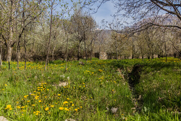 Spring blossom in  Alamut valley in Iran