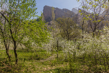 Spring blossoming cherry trees in Alamut valley in Iran