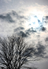 gloomy black and white photography with tree and sky. Tree Branches Against Sky Black and white