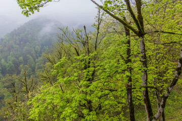 Forest on the hills around Rudkhan castle in Iran