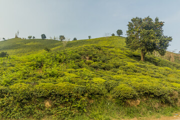 Tea gardens near Lahijan, Gilan province, Iran