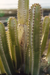 Green thorny cacti growing in nature