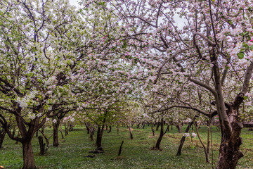 Cherry orchard in Zanjan, Iran