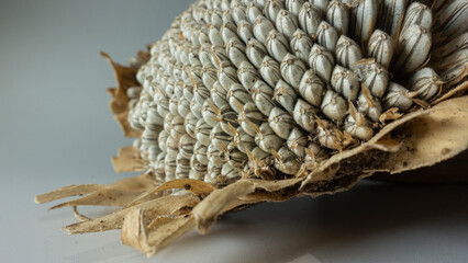 Sunflower and seeds on white background, low light, selective focus