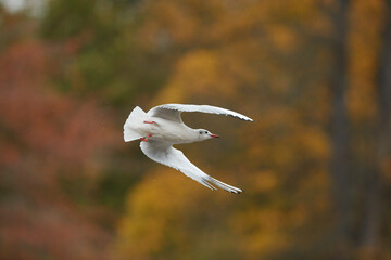 It is autumn and birds flying in park Stromovka, Prague, Czech Republic.