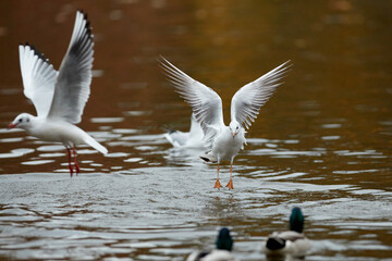 It is autumn and birds flying in park Stromovka, Prague, Czech Republic.