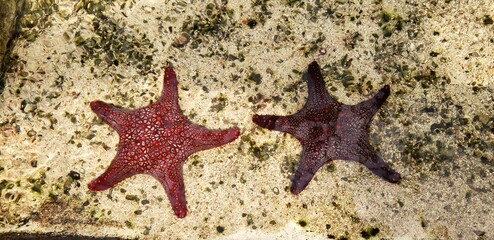 Estrellas de mar