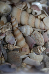 Beach shells close up summer mood modern background high quality prints