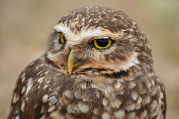 Burrowing Owl.