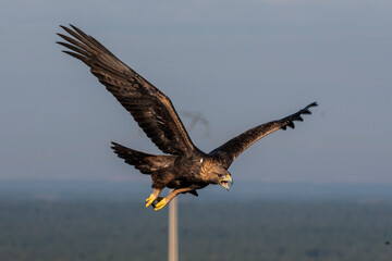 golden eagle flying aquila chrysaetos