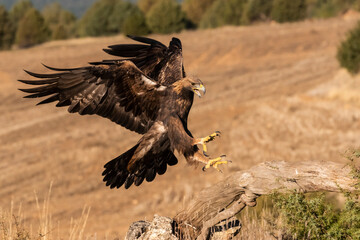 golden eagle flying aquila chrysaetos