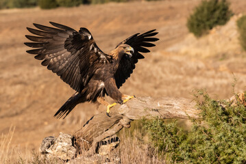 golden eagle flying aquila chrysaetos