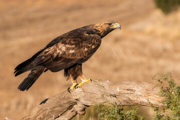 golden eagle flying aquila chrysaetos