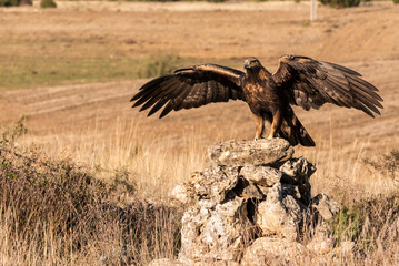golden eagle flying aquila chrysaetos