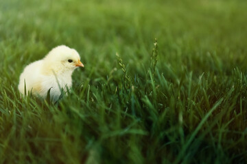 Cute fluffy baby chicken on green grass outdoors. Farm animal