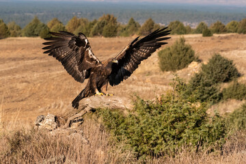 golden eagle flying aquila chrysaetos