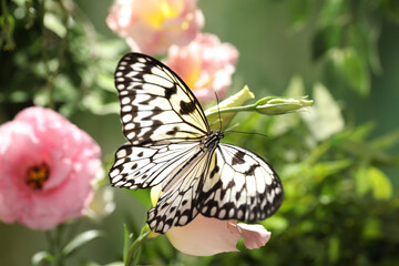 Beautiful rice paper butterfly on pink flower in garden