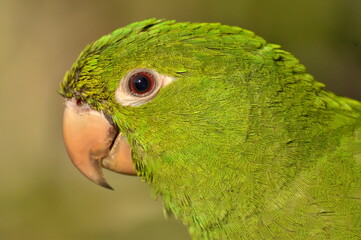 Whit-eyed Parakeet.
