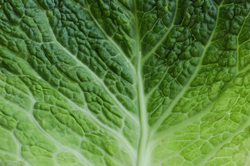 Leaf of fresh savoy cabbage as background, closeup