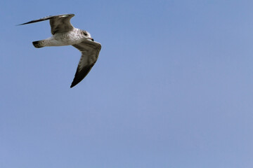 Seagull in flight