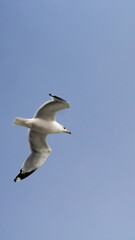 Seagull in flight
