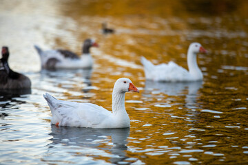 ducks swimming in the lake