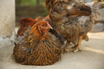 Beautiful red chickens in yard. Farm animal