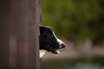 dog looking on the dock
