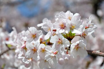 Cherry blossom in spring season