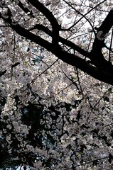 Cherry blossom in spring season