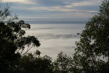 Unedited photo of foggy tree line