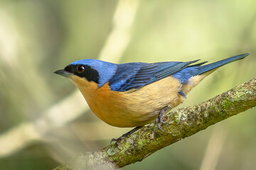 Fawn-breasted Tanager