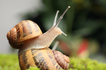 Common garden snails crawling on green moss outdoors, closeup