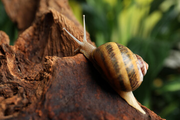 Common garden snail crawling on tree bark, closeup