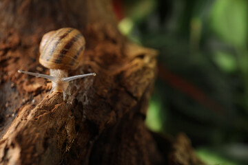 Common garden snail crawling on tree bark, closeup