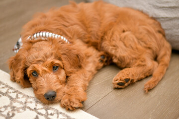 Goldendoodle Puppy