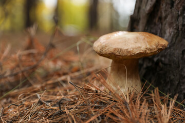 Wild mushroom growing in autumn forest. Space for text
