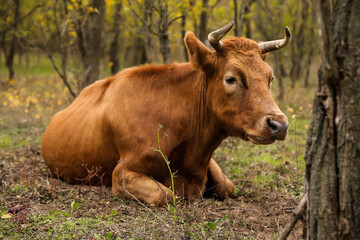 Naklejka na ściany i meble Red cow resting on pasture. Farm animal